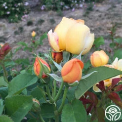 Saffron Summer™ -HEIRLOOM ROSES Sales saffron summer 3