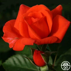 Salita™ 5 Salita™ -HEIRLOOM ROSES Sales salita logo 01