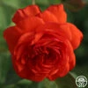 Salita™ -HEIRLOOM ROSES Sales salita logo 02