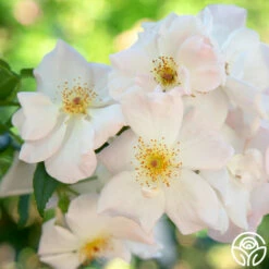 Sally Holmes -HEIRLOOM ROSES Sales sally holmes 11