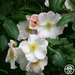 Sally Holmes -HEIRLOOM ROSES Sales sally holmes 1 8