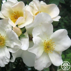 Sally Holmes -HEIRLOOM ROSES Sales sally holmes 2