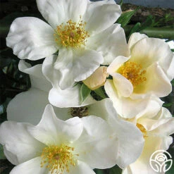 Sally Holmes -HEIRLOOM ROSES Sales sally holmes 3