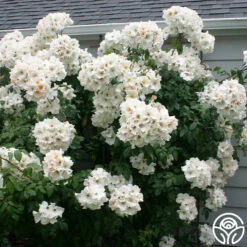 Sally Holmes -HEIRLOOM ROSES Sales sally holmes 5 1