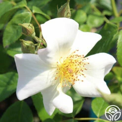 Sally Holmes -HEIRLOOM ROSES Sales sally holmes 8