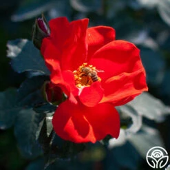 Sarabande® -HEIRLOOM ROSES Sales sarabande 2 1