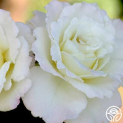 Saratoga -HEIRLOOM ROSES Sales saratoga 1 1 2