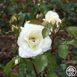 Saratoga -HEIRLOOM ROSES Sales saratoga 4