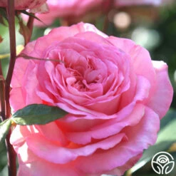 Sunbelt® Savannah 19 Sunbelt® Savannah -HEIRLOOM ROSES Sales savannah 13