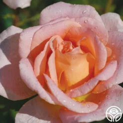 Scent-Sation -HEIRLOOM ROSES Sales scent sation 3 2 1