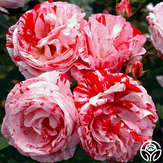 Scentimental™ 4 Scentimental™ - Image 2