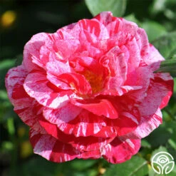 Scentimental™ 12 Scentimental™ -HEIRLOOM ROSES Sales scentimental 2 1 2