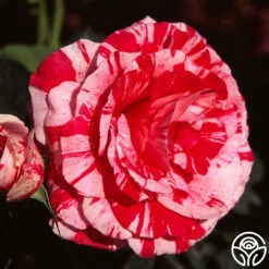 Scentimental™ 13 Scentimental™ -HEIRLOOM ROSES Sales scentimental 5 8