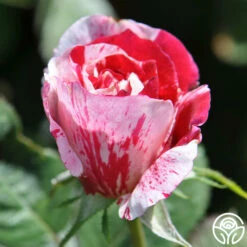 Scentimental™ 16 Scentimental™ -HEIRLOOM ROSES Sales scentimental 8