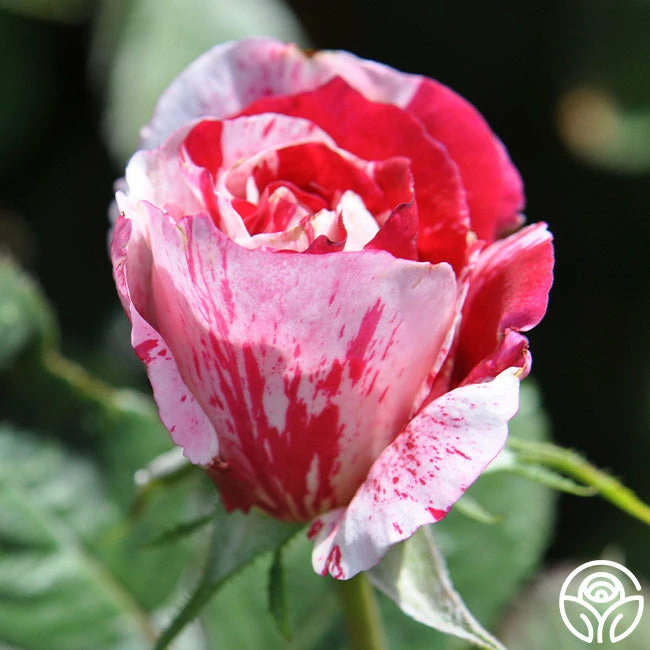 Scentimental™ 9 Scentimental™ - Image 7