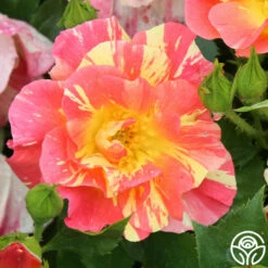 School Spirit -HEIRLOOM ROSES Sales school spirit 4 1