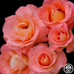 Sea Pearl 10 Sea Pearl -HEIRLOOM ROSES Sales sea pearl 1 4