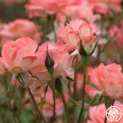 Sea Pearl 9 Sea Pearl -HEIRLOOM ROSES Sales sea pearl 4