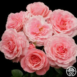 Sexy Rexy® -HEIRLOOM ROSES Sales sexy rexy 5 8