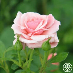 Sexy Rexy® -HEIRLOOM ROSES Sales sexy rexy 7 1