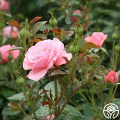 Sexy Rexy® -HEIRLOOM ROSES Sales sexy rexy 8 7