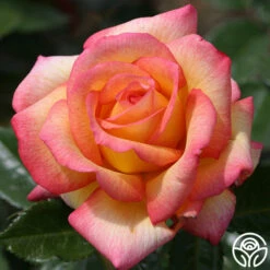 Sheila's Perfume 21 Sheila's Perfume -HEIRLOOM ROSES Sales sheilas perfume 1