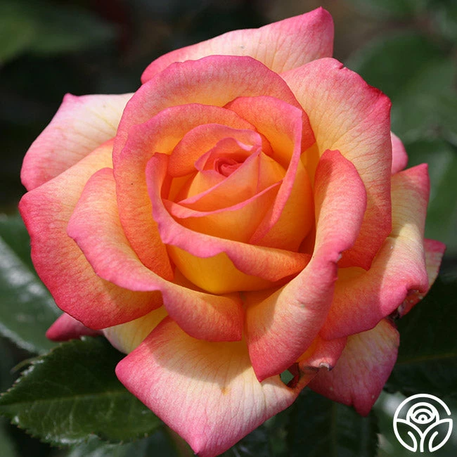 Sheila's Perfume 7 Sheila's Perfume - Image 5