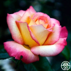 Sheila's Perfume 22 Sheila's Perfume -HEIRLOOM ROSES Sales sheilas perfume 2