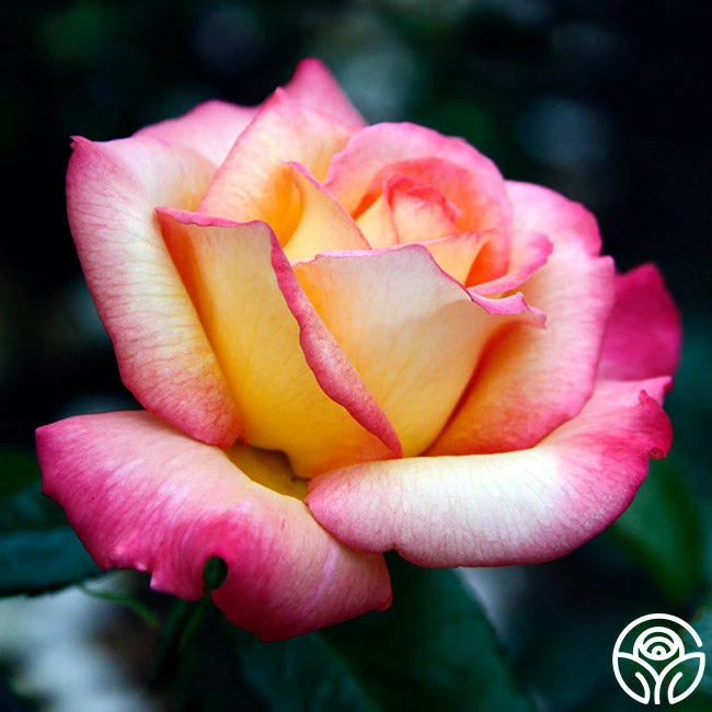 Sheila's Perfume 8 Sheila's Perfume - Image 6