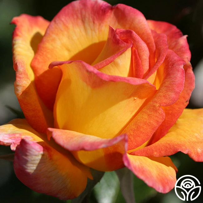 Sheila's Perfume 11 Sheila's Perfume - Image 9