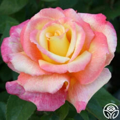 Sheila's Perfume 29 Sheila's Perfume -HEIRLOOM ROSES Sales sheilas perfume 4