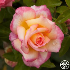 Sheila's Perfume 26 Sheila's Perfume -HEIRLOOM ROSES Sales sheilas perfume 5