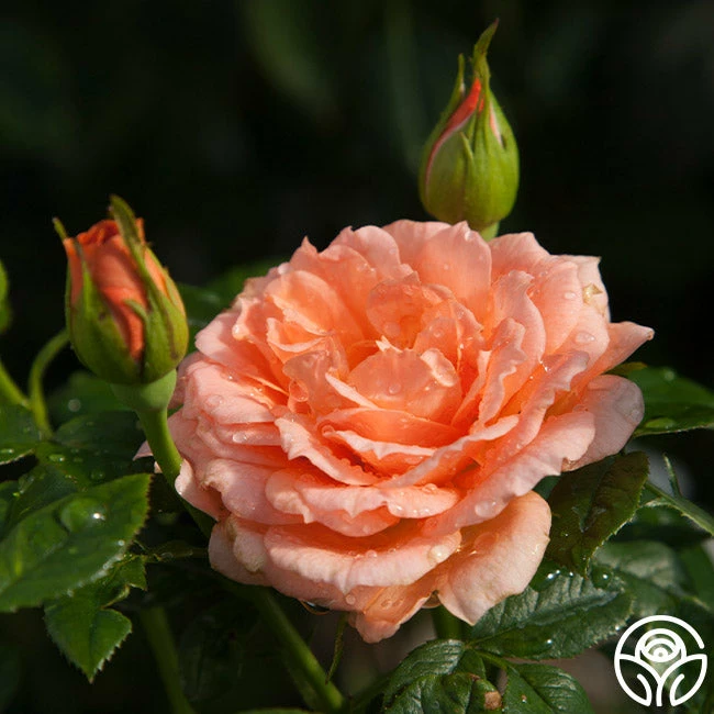 Shining Light™ 4 Shining Light™ - Image 2