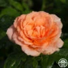 Shining Light™ -HEIRLOOM ROSES Sales shining light 2 8