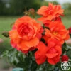 Sunbelt® Sierra Lady™ -HEIRLOOM ROSES Sales sierra lady 2 1
