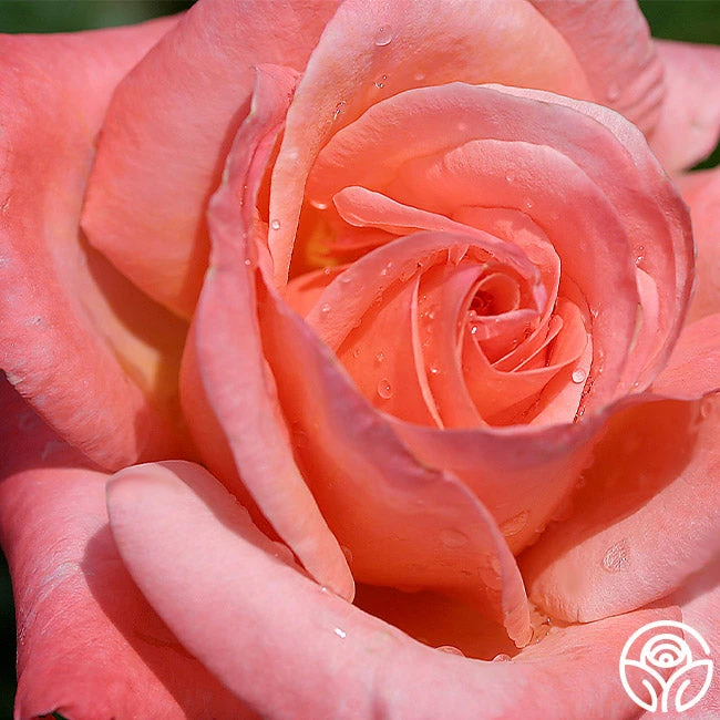 Silver Jubilee® 3 Silver Jubilee®