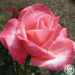 Silver Jubilee® 8 Silver Jubilee® -HEIRLOOM ROSES Sales silver jubilee 3 8