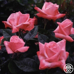 Silver Jubilee® 9 Silver Jubilee® -HEIRLOOM ROSES Sales silver jubilee 5 8