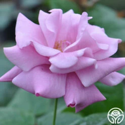 Singin' The Blues -HEIRLOOM ROSES Sales singin the blues 2 1