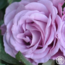 Singin' The Blues -HEIRLOOM ROSES Sales singin the blues 4 1