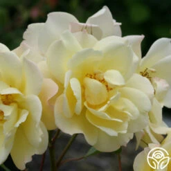 Sky's The Limit™ -HEIRLOOM ROSES Sales skys the limit logo 03