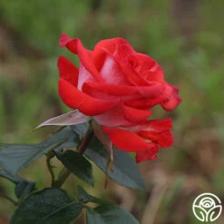 Smokin’ Hot™ -HEIRLOOM ROSES Sales smokin hot 15