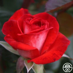 Smokin’ Hot™ -HEIRLOOM ROSES Sales smokin hot 3 1