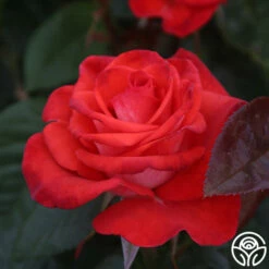 Smokin’ Hot™ -HEIRLOOM ROSES Sales smokin hot 7