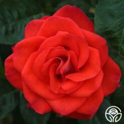 Smokin’ Hot™ -HEIRLOOM ROSES Sales smokin hot 1
