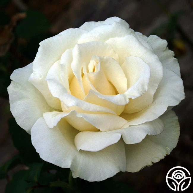 Snow Queen 3 Snow Queen