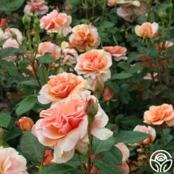 Sunbelt® Soul Sister™ -HEIRLOOM ROSES Sales soul sister 17