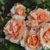 Sunbelt® Soul Sister™ -HEIRLOOM ROSES Sales soul sister 2
