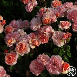 Sunbelt® Soul Sister™ -HEIRLOOM ROSES Sales soul sister 3