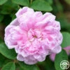 Soupert Et Notting -HEIRLOOM ROSES Sales soupert et notting 1 5